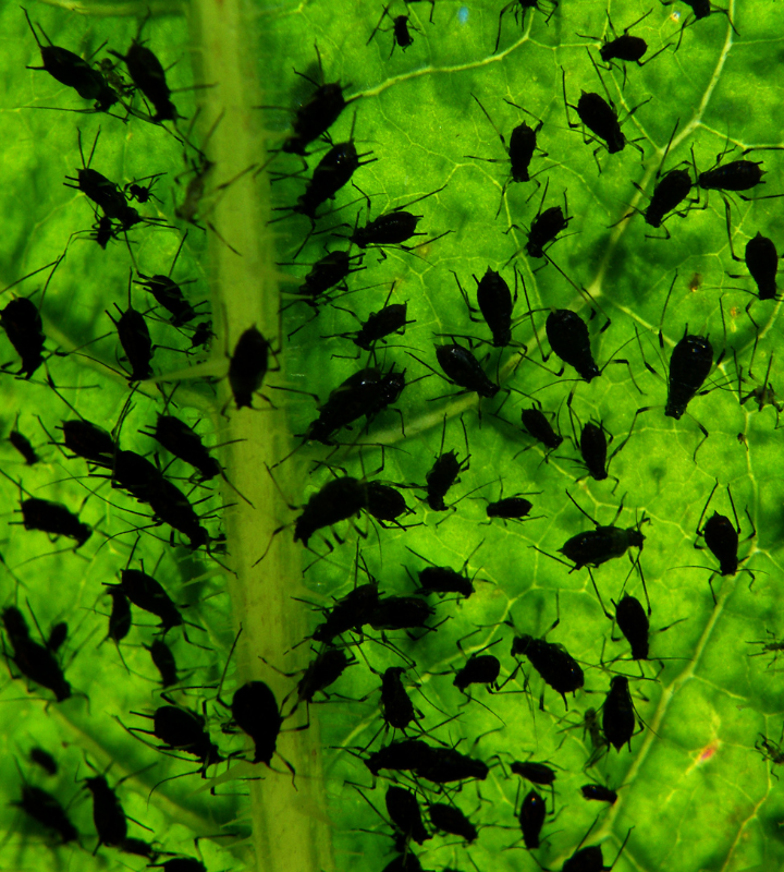 Pragas Mais Comuns Na Horta E Como Combat Las