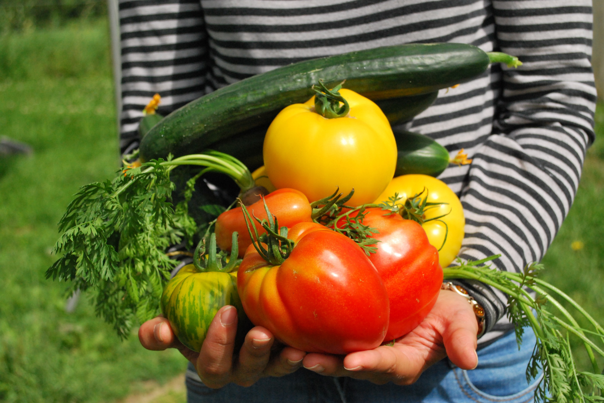 Como fazer uma Horta em Casa: Guia Completo para Iniciantes