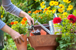 Top 10 Plantas preferidas para jardim