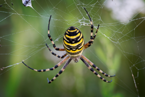 Aranhas na Casa e jardim! Como Afastar Aranhas e manter elas longe