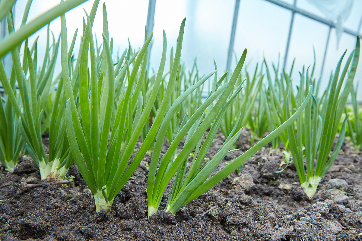 Como Plantar e Cultivar cebolinha: Um Guia Passo a Passo para Ter Sucesso na Sua Horta