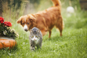 Como Espantar Cães e Gatos da Sua Horta e Jardim de Forma Humana e Eficaz