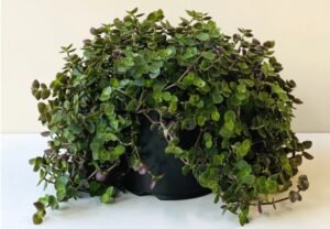 Como cultivar dinheiro-em-penca e encher sua casa de verde
