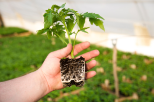 Como Plantar Tomate por Semente: Um Guia Completo