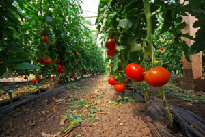 Como Plantar Tomate por Galho: Um Guia Completo