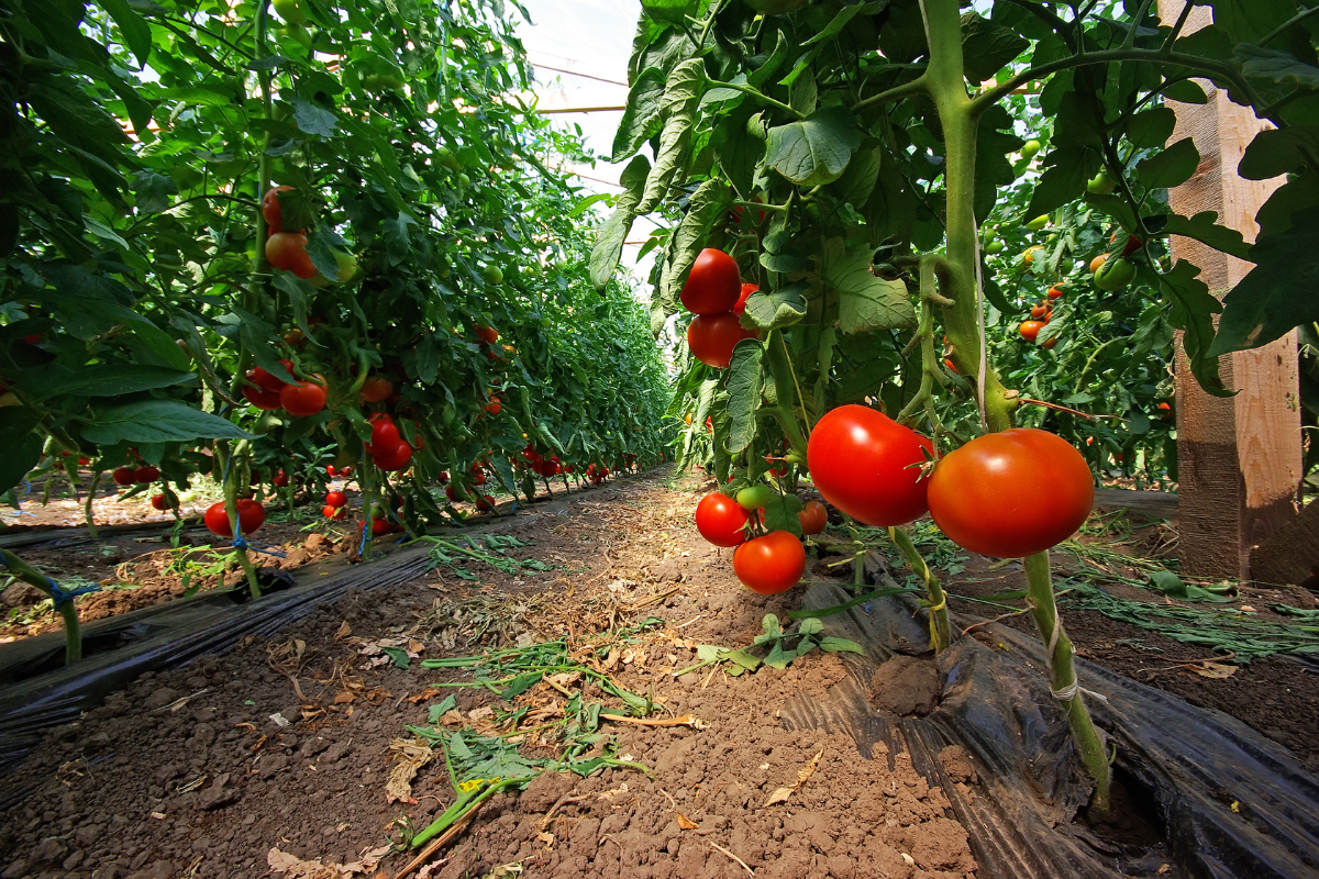 Como plantar tomate por galho