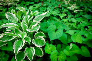 10 Plantas de Sombra Muito Fáceis de Cultivar