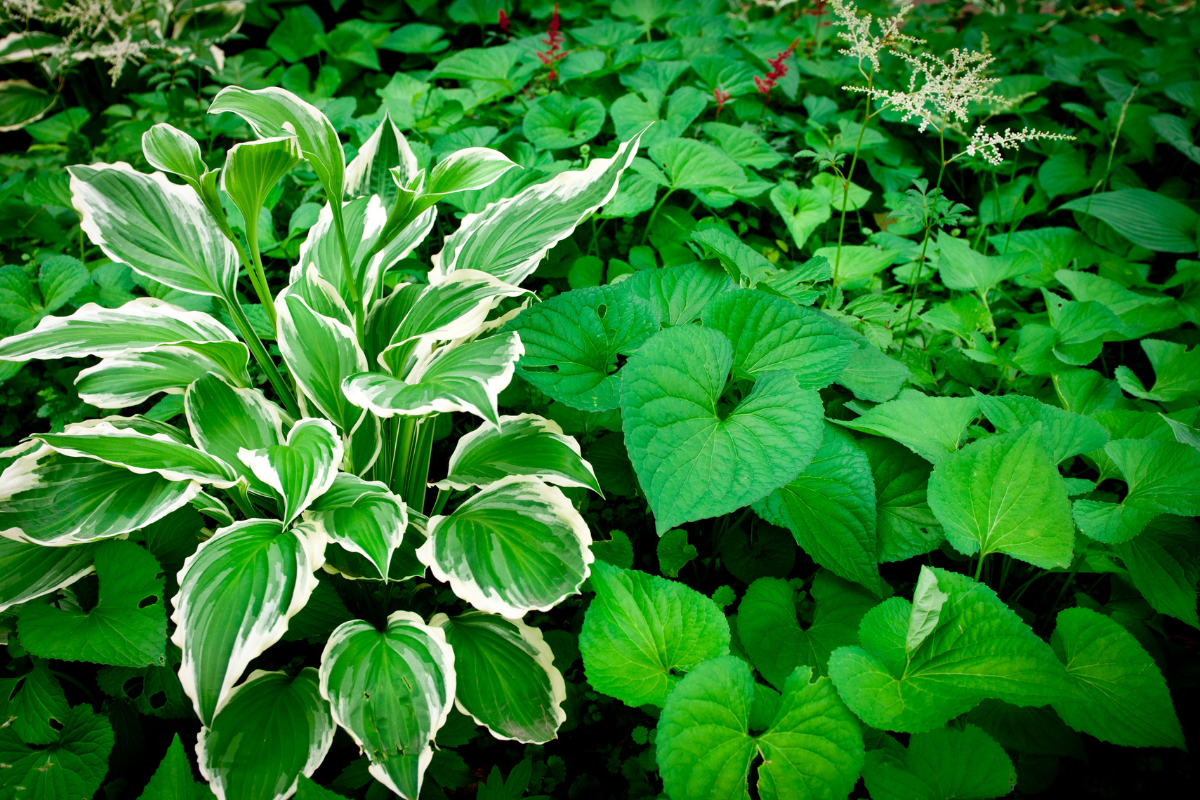 Plantas de Sombra