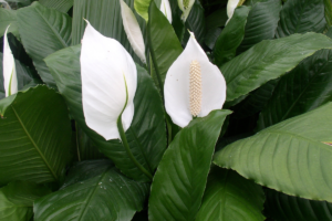 Tudo sobre o Lírio da Paz: Como Cuidar e Cultivar Esta Planta Elegante