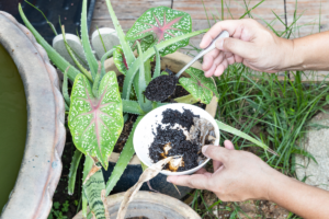 Importância da Borra de Café para as plantas e como usar