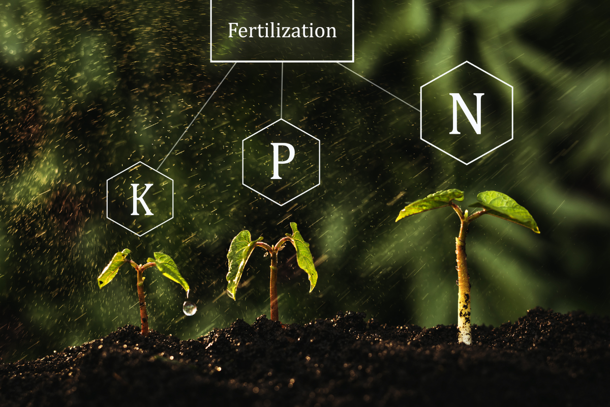 Fósforo para as plantas