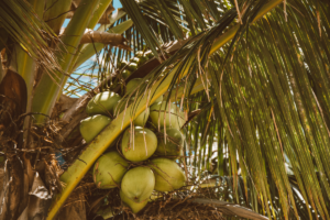 Cultivando Coco Anão: Um Guia Completo para o sucesso co coqueiro