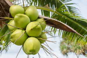 Como Plantar Coco Anão: Um Guia Passo a Passo Completo