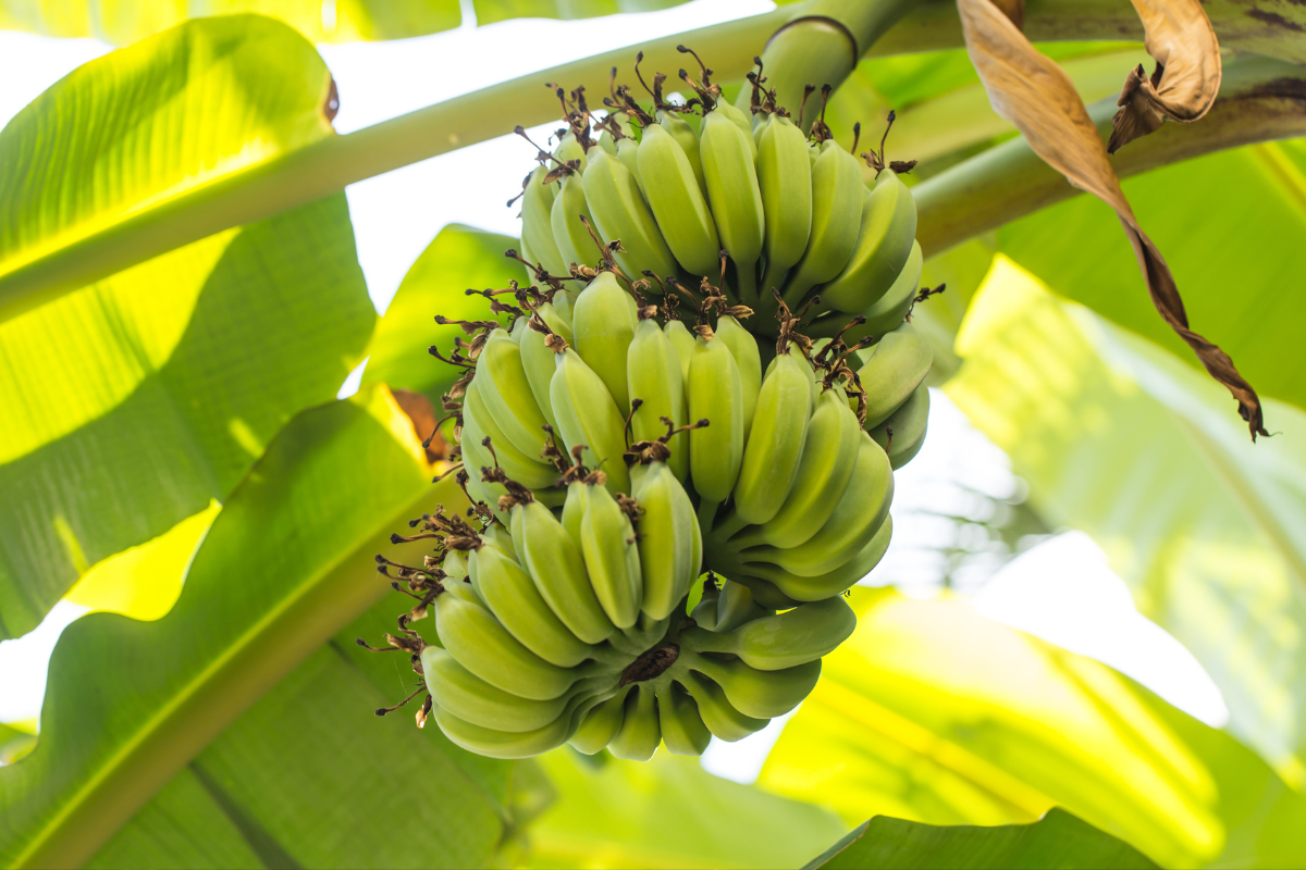 Como Plantar Banana
