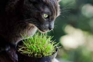 Plantas Tóxicas para Animais de Estimação: O que Você Deve Saber