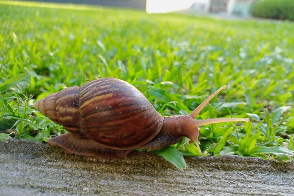 Como Eliminar Lesmas e Caracóis