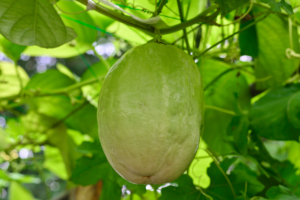 Maracujás Gigantes: O Guia Definitivo para um cultivo abundante do Maracujazeiro