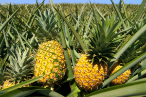 Como Plantar Abacaxi: Um Guia Passo a Passo para Cultivar Essa Fruta Tropical Deliciosa