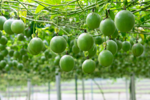 Poda do Maracujá: Um Guia Completo para Melhorar a Produção e a Saúde das Plantas