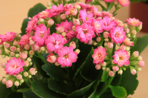 Como Plantar Kalanchoe: Um Guia Passo a Passo para Cultivar e Cuidar dessa Planta Suculenta