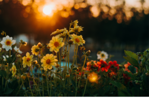 Como Plantar onze Horas (Portulacas): Um Guia Completo para Cultivar Flores Vibrantes