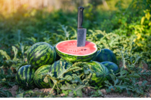 Como Plantar Melancia: Um Guia Passo a Passo para Cultivar Frutas Suculentas