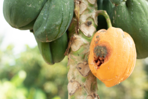 Murcha de Fusarium no Mamoeiro: Compreendendo, Prevenindo e Combatendo essa Doença