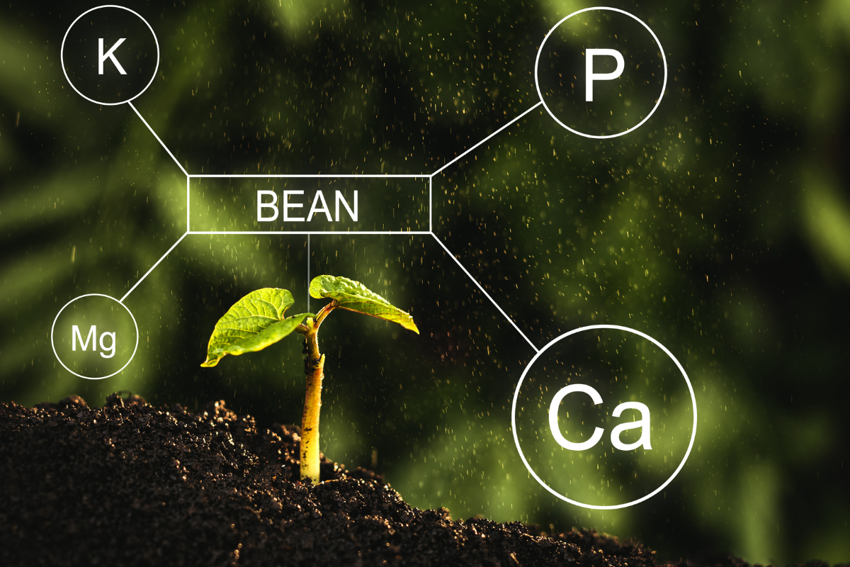 Fósforo: O fertilizante essencial para o crescimento das plantas