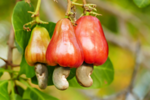 Como Plantar Caju: Um Guia Completo para o Cultivo Bem-Sucedido de Cajueiros