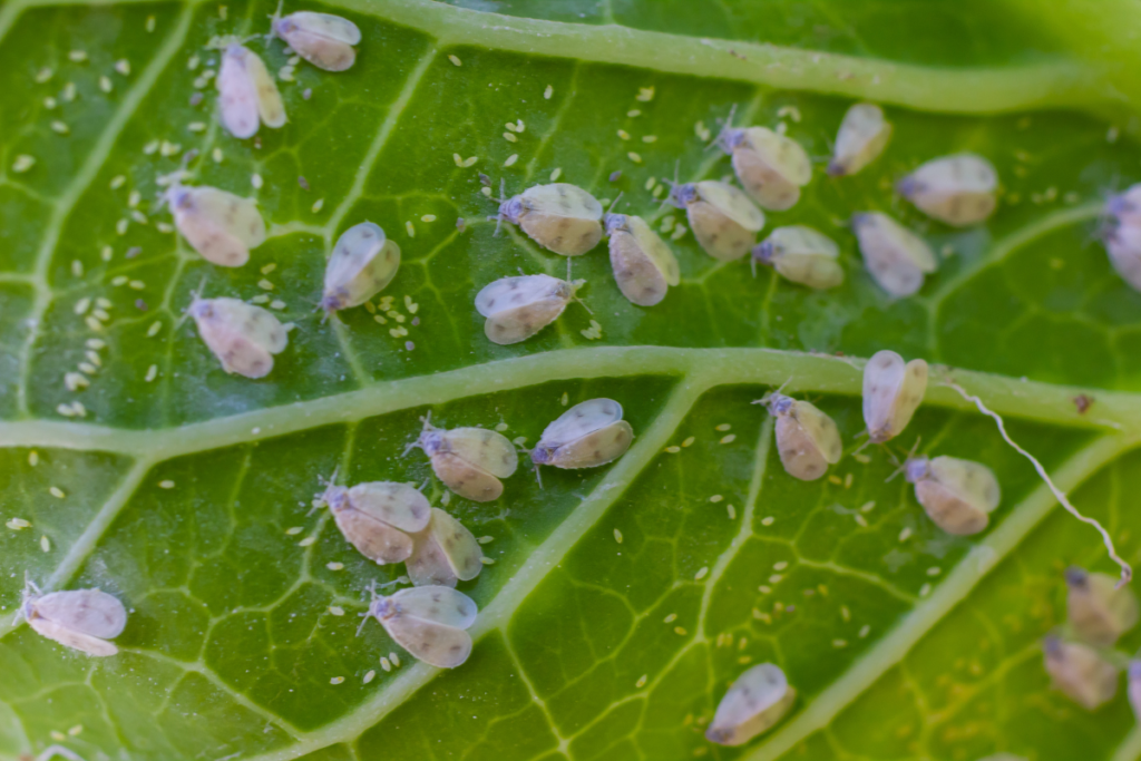 Mosca Branca nas Plantas