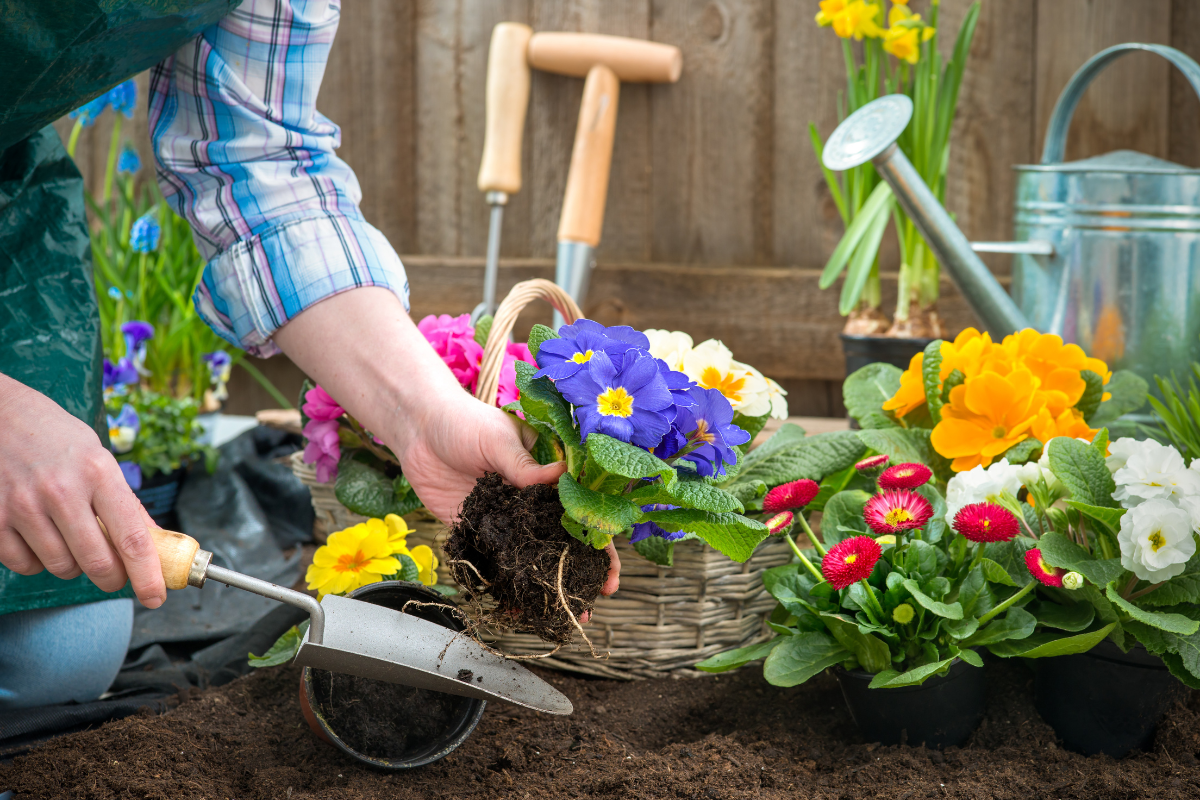 Dicas Incríveis para Melhorar a Floração de Suas Plantas