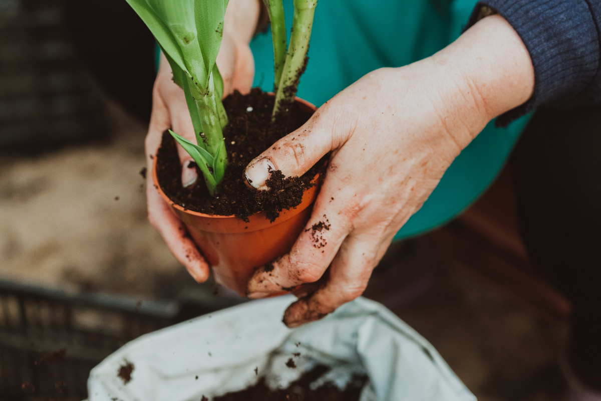 Desvendando as Vantagens Cativantes de Cultivar Plantas em Vasos