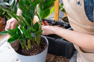 Como Plantar e Cuidar da Zamioculca em Casa