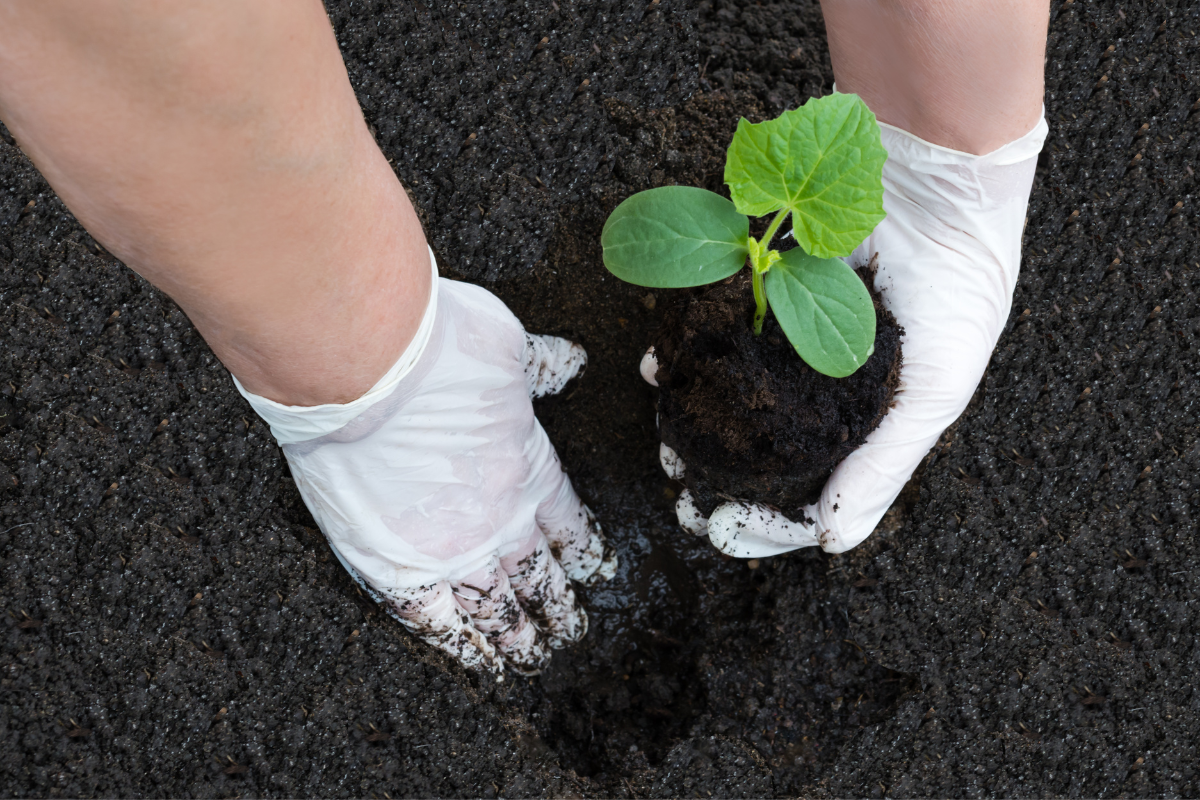 10 Dicas para plantar corretamente sua muda