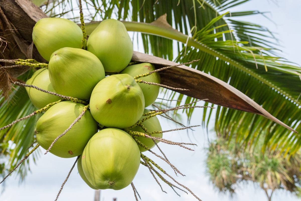 Coqueiro Anão: Como Adubar e Cultivar Adequadamente