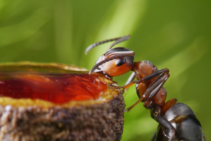 Receitas Caseiras e Dicas Eficientes para Eliminar as Formigas Doceiras de Forma Natural