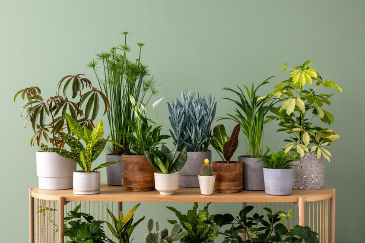10 Plantas de Interior Ideais para Iniciantes