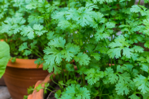 Como plantar e cultivar coentro