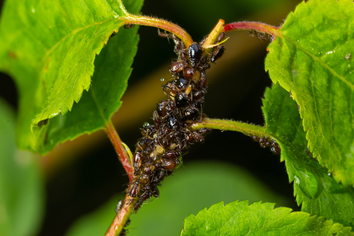 Principais Pragas que Afetam as Plantas