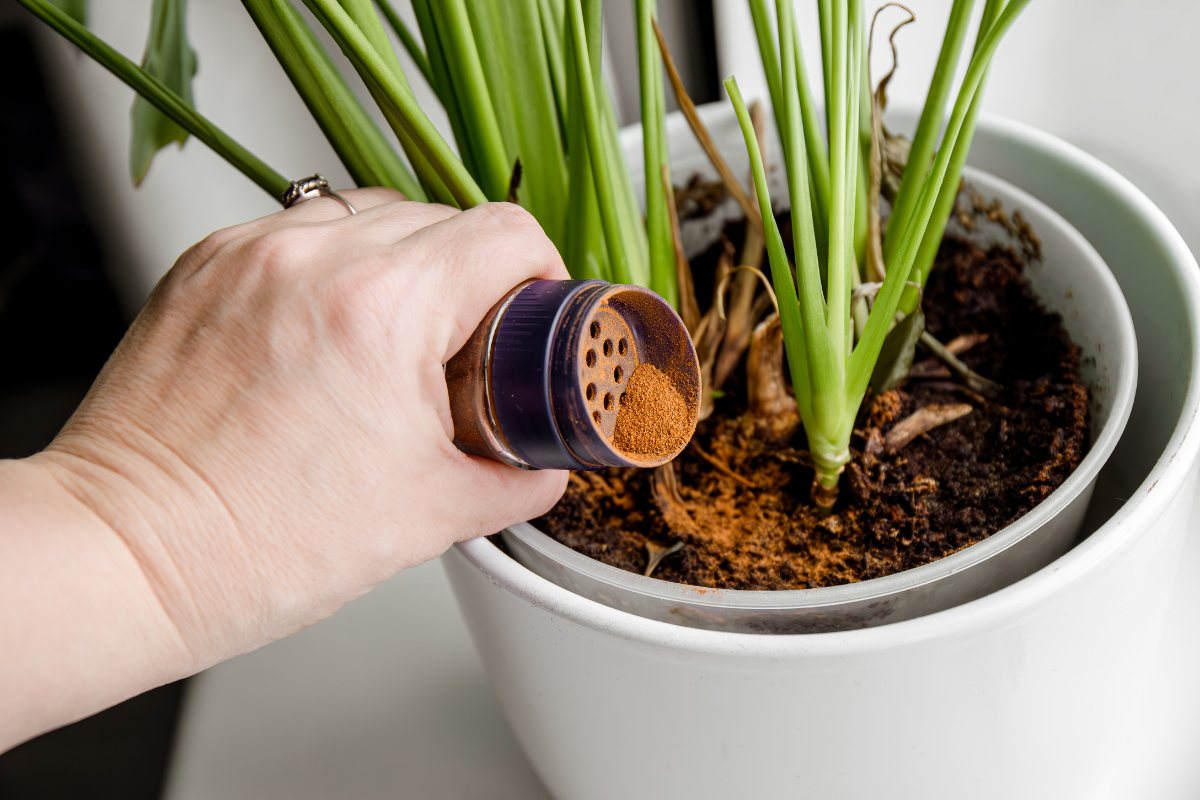 Usos e Benefícios da Canela em Pó para Plantas: Descubra as Aplicações Surpreendentes