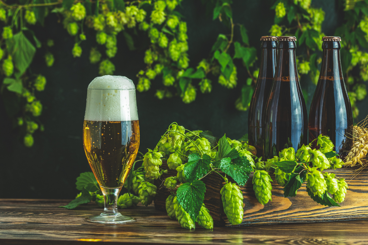 Cerveja é bom para as plantas? A influência da cerveja no crescimento das plantas