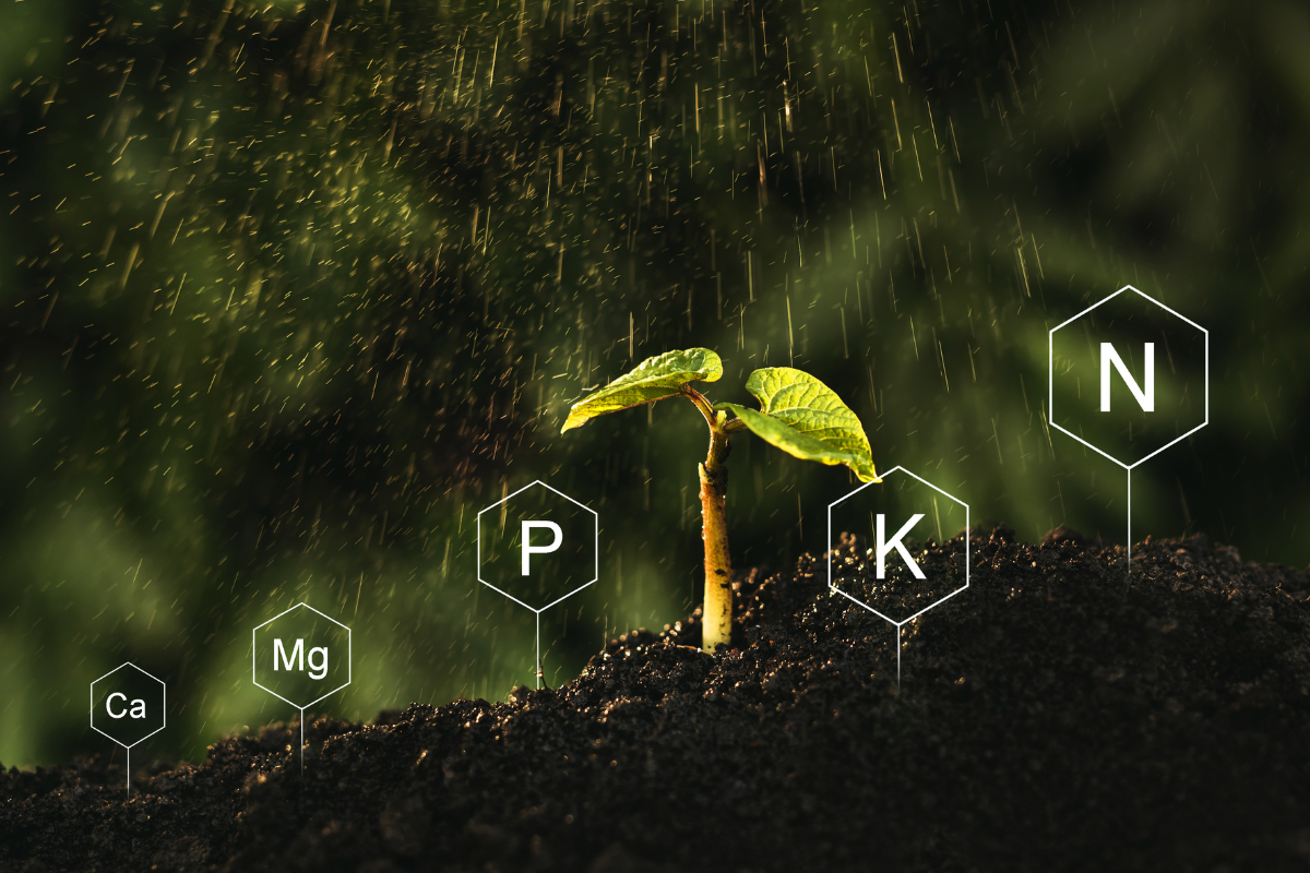 A Importância do Ferro para o Crescimento e Desenvolvimento das Plantas: Fontes Orgânicas e Métodos de Adubação