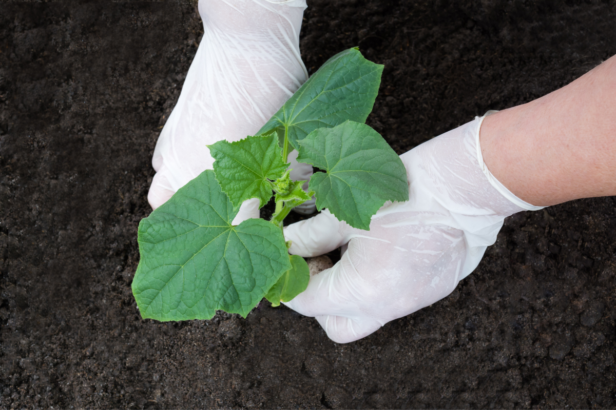 10 Dicas Essenciais para Plantar Corretamente suas Mudas de Plantas