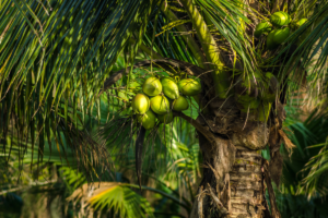 Sal Grosso nos Coqueiros: Uma Solução Natural Contra Pragas