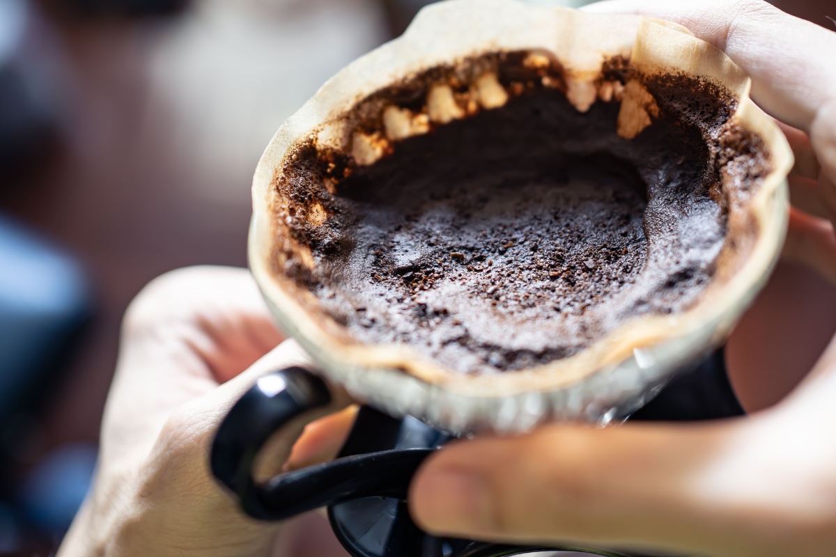 Borra de Café para Suas Plantas Prosperarem: Usos e Benefícios desse aliado incrível