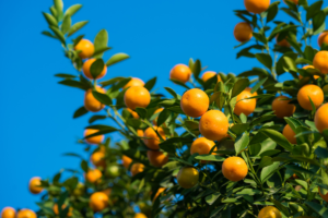 Como fazer suas Frutíferas PRODUZIREM MAIS RÁPIDO