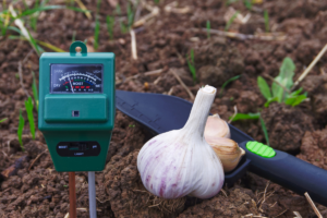 Como Plantar Alho em Casa: Um Guia Passo a Passo para o Plantio Bem-sucedido