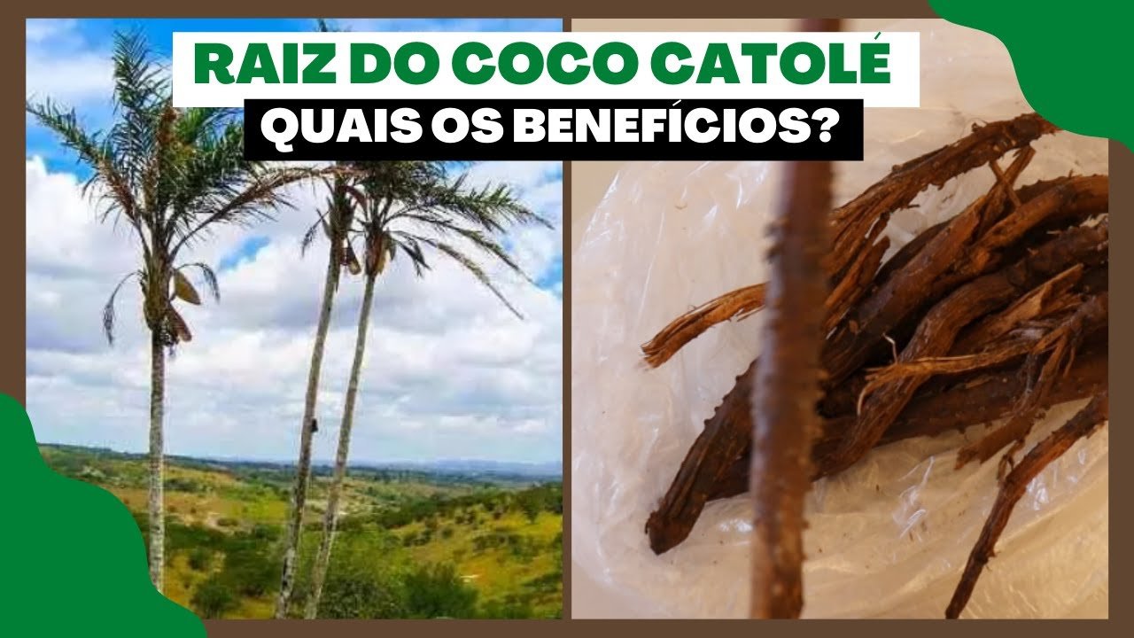 Raiz do Coco Catolé e seus Benefícios para a sua Saúde - Você sabia disso?
