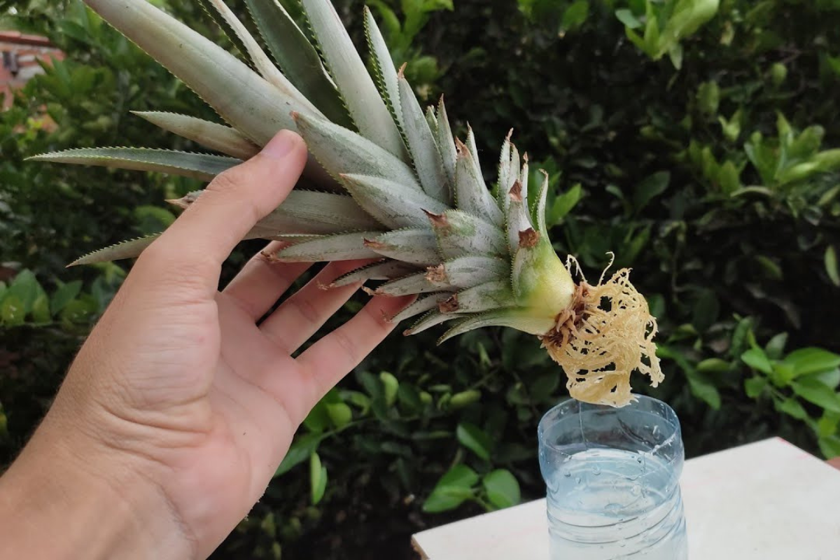Como plantar abacaxi em casa pela coroa + dicas de cultivo do abacaxi