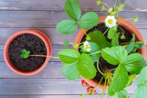 Plantar Morango em Vaso: Guia Completo para um Plantio Bem Sucedido